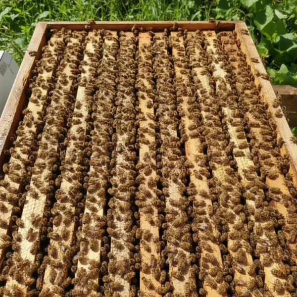 Anadolu Arısı Paket Arı