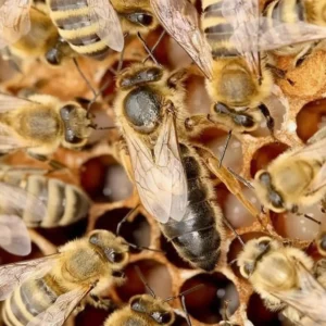 Kafkas Ana Arısı