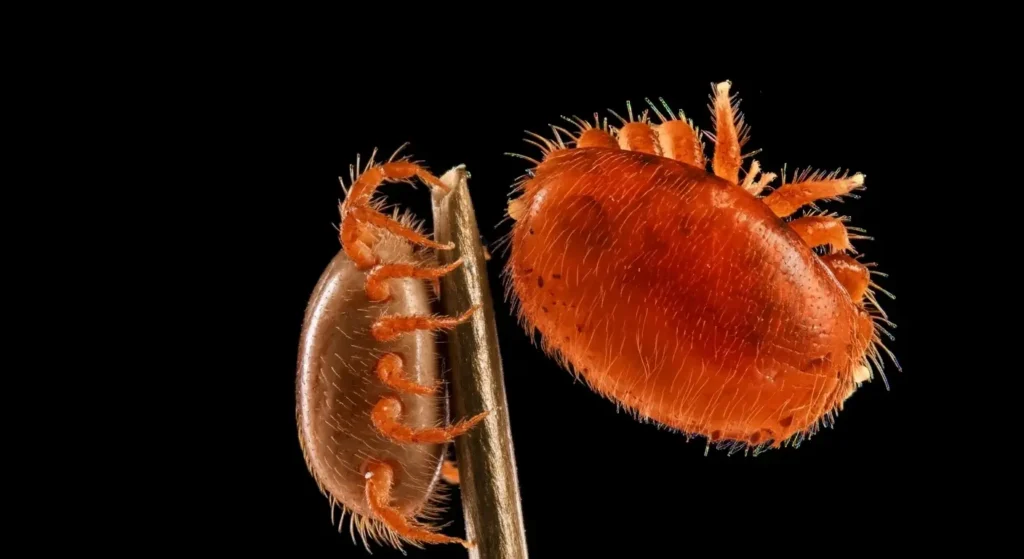 Zararlı (Parazit) Kontrolü