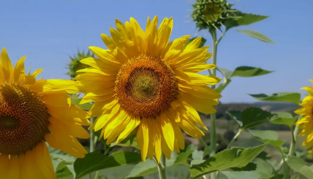 Ayçiçeği (Helianthus annuus)