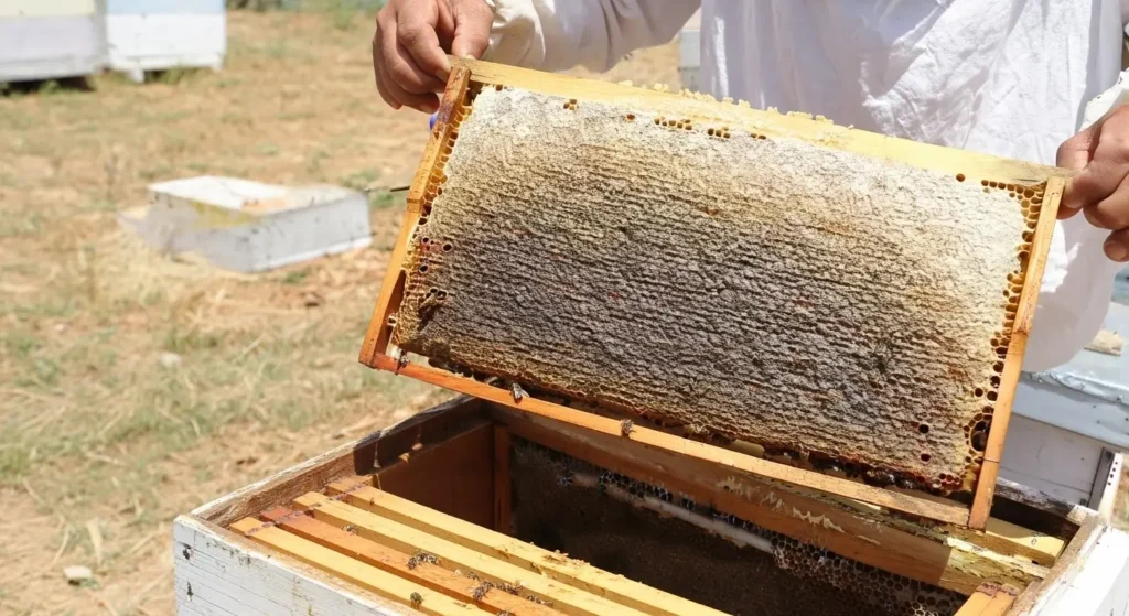 Bal Verimini Etkileyen Faktörler