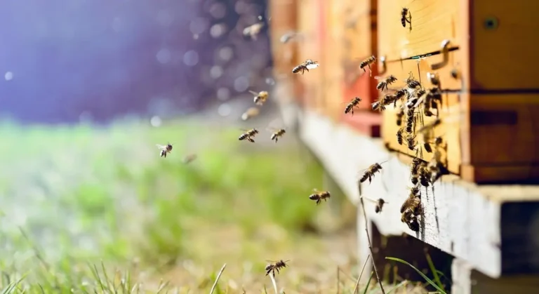 Arıcılık Kârlı mı?