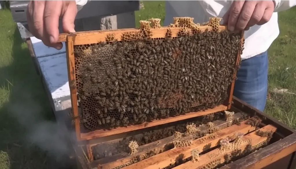 50 Kovan Arı Ne Kadar Kazandırır?