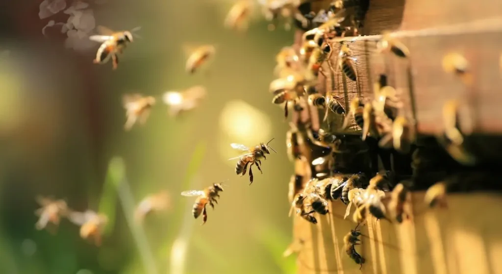 Kafkas Ana Arısı Nereye Özgüdür?