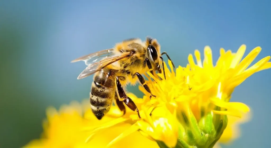 Bitki Örtüsü (Flora)
