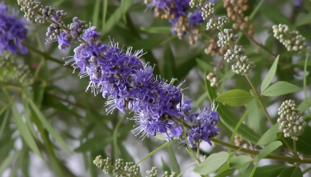 Hayıt (Vitex agnus-castus)
