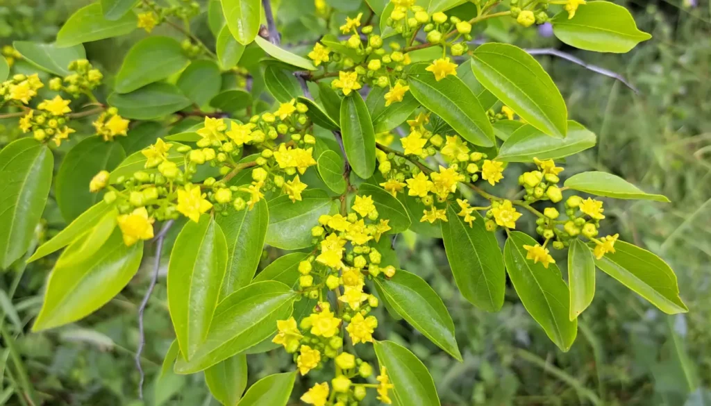 Karaçalı (Paliurus spina-christi)