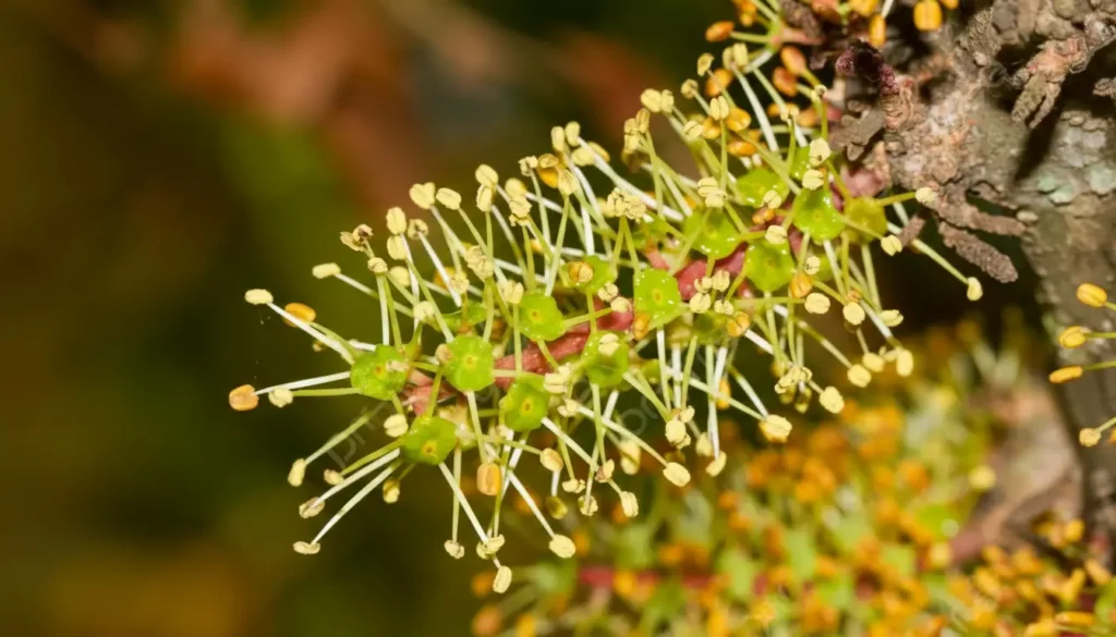 Keçiboynuzu Harnup (Ceratonia siliqua)