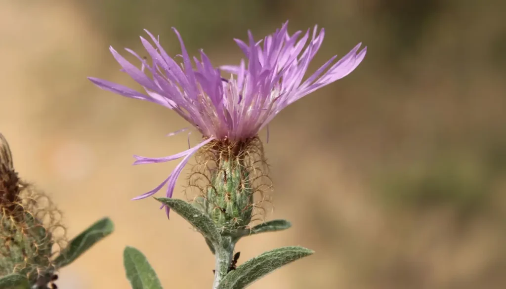 Mor Diken (Centaurea depressa)