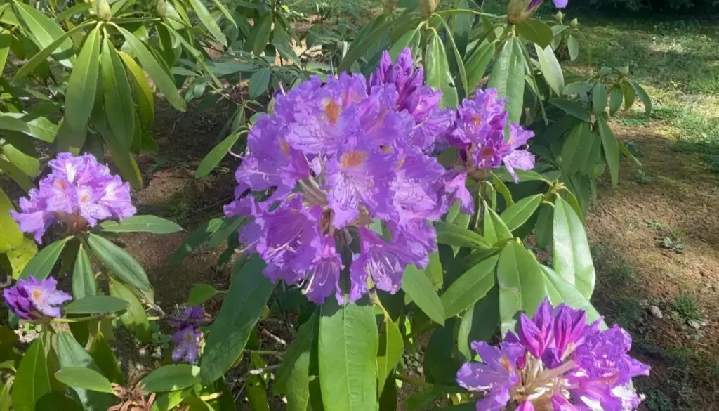 Orman Gülü Komar (Rhododendron spp.)