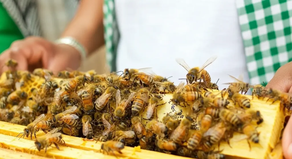 Dadant Kovan Dezavantajları