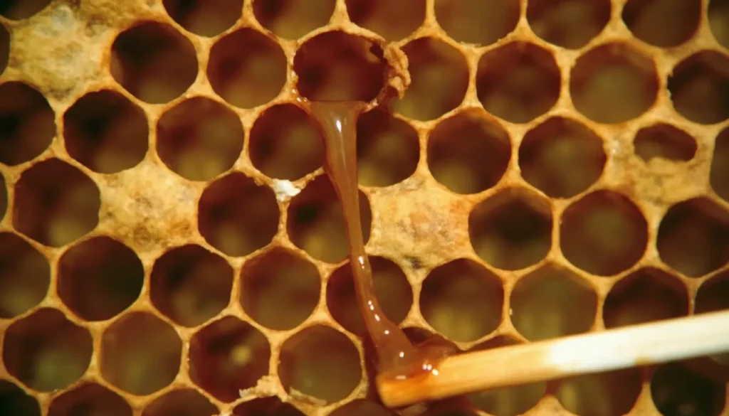 Amerikan Yavru Çürüklüğü Nasıl Tedavi Edilir?