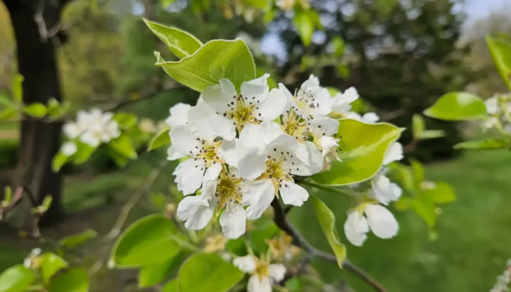 Armut (Pyrus communis)