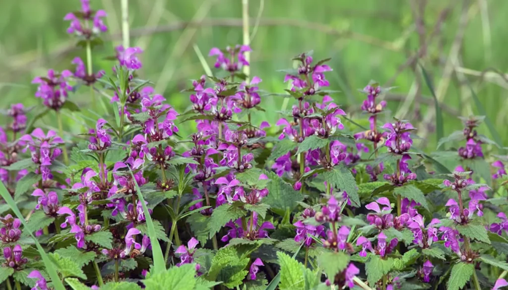 Ballıbaba (Lamium album)