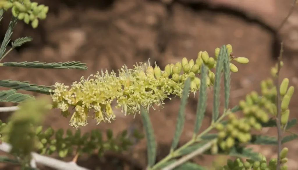 Çeti (Prosopis farcta)