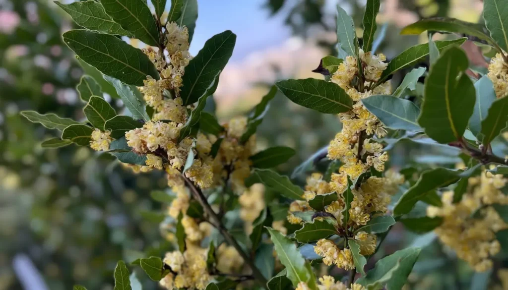 Defne (Laurus nobilis)