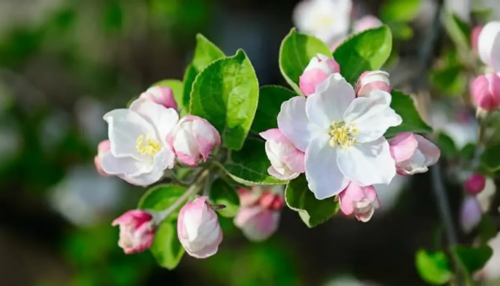 Elma (Malus domestica)