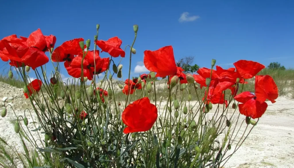 Gelincik (Papaver rhoeas)