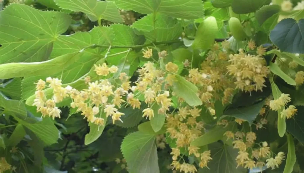 Ihlamur (Tilia spp.)