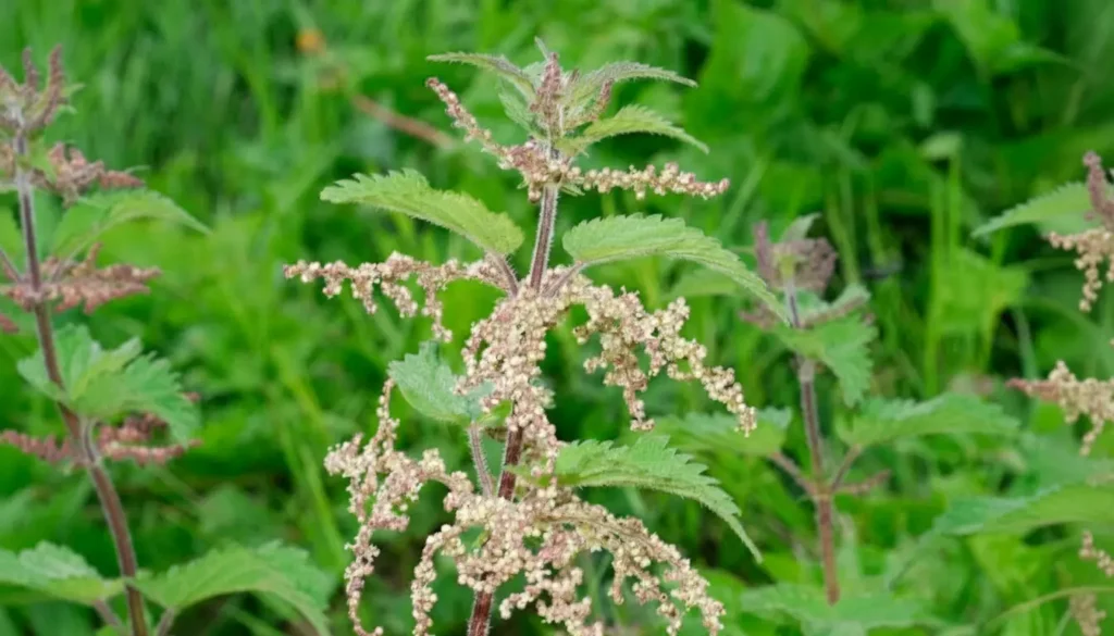 Isırgan (Urtica spp.)