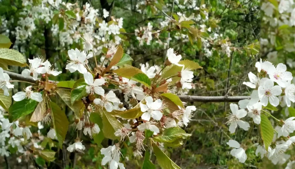 Kiraz (Prunus avium / Cerasus avium)