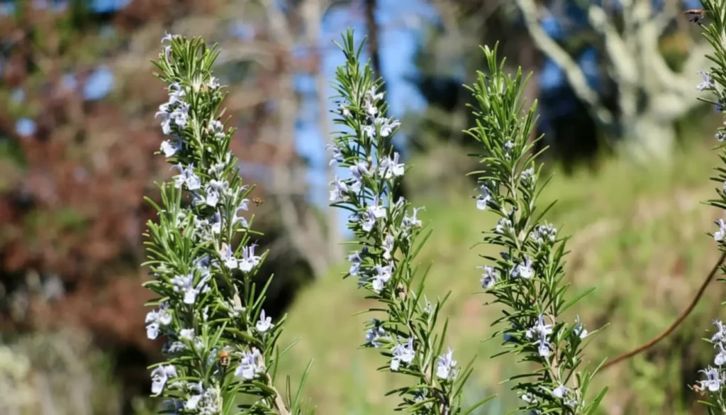 Kuş Dili / Biberiye (Rosmarinus officinalis)