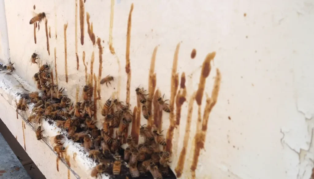 Nosema Hastalığı Nasıl Tedavi Edilir?