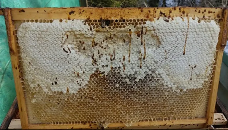 Nosema Arı Hastalığı