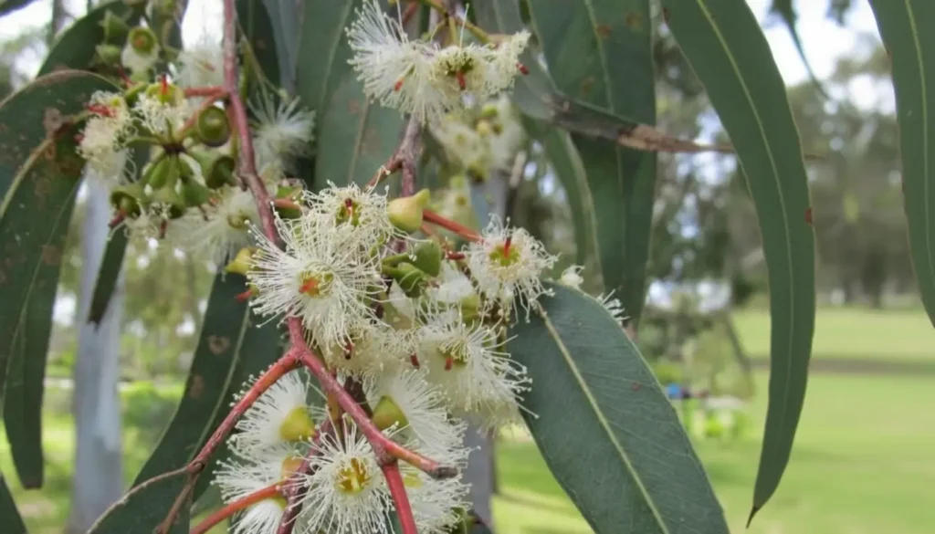 Sıtma Ağacı / Okaliptüs (Eucalyptus spp.)