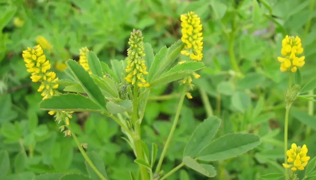 Taş Yoncası (Melilotus officinalis)