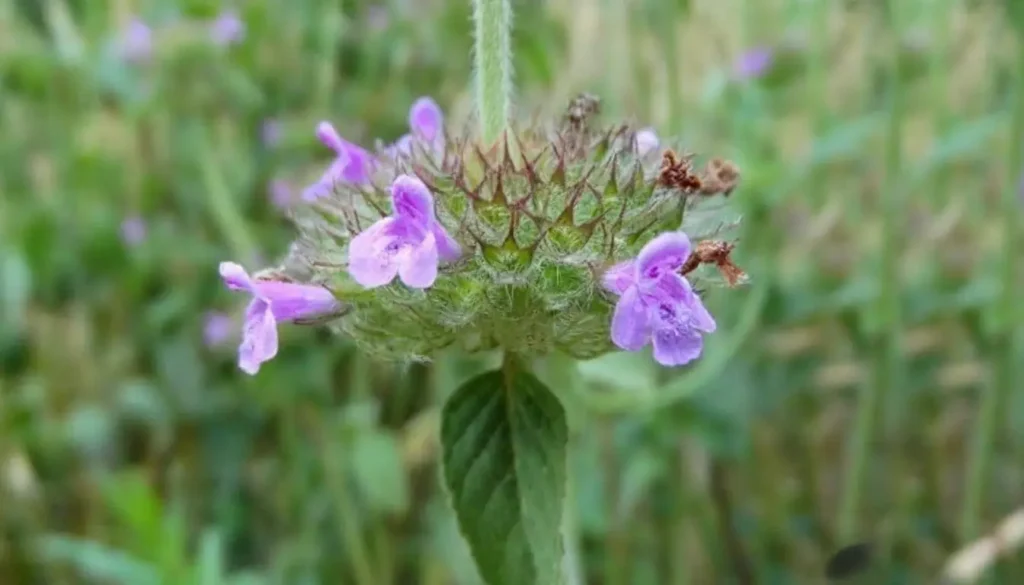 Yabani Fesleğen (Clinopodium vulgare)